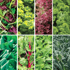 8 varieties of greens included in the 4Patriots LeafyGreens Hydro-Garden Seed Kit