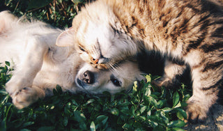 How Prepared Are Your Pets for an Emergency?