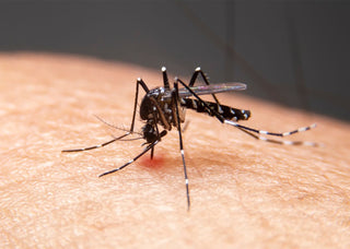 Act Now to Keep Your Yard & Garden Safe from Bugs