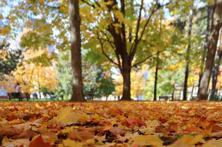 6 Survival Uses for Leaves