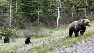 A grizzly bear and two cubs beside a gravel roadside near forest