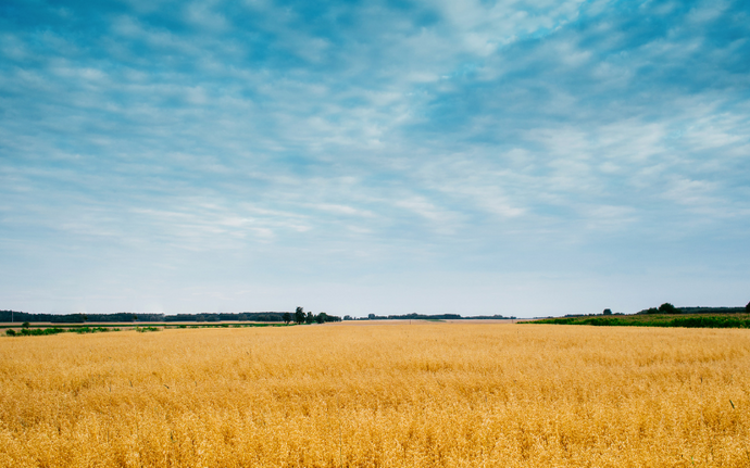 Great Plains Drought Means Bleak Wheat Harvest