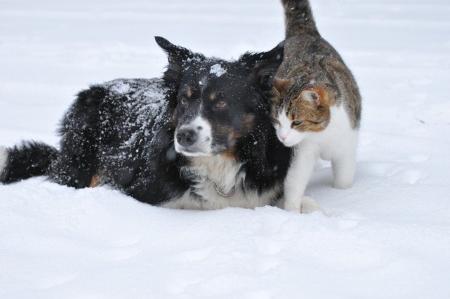 Are Your Pets Prepared for Winter’s Second Half?