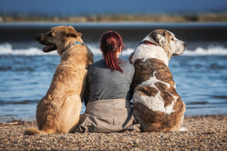 MUST READ: Heatwave Summer Survival Tips for Pet Owners