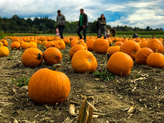 A pumpkin patch with families walking among pumpkins in a field