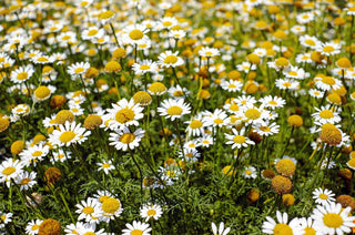 Medicinal Plants Have a Long History