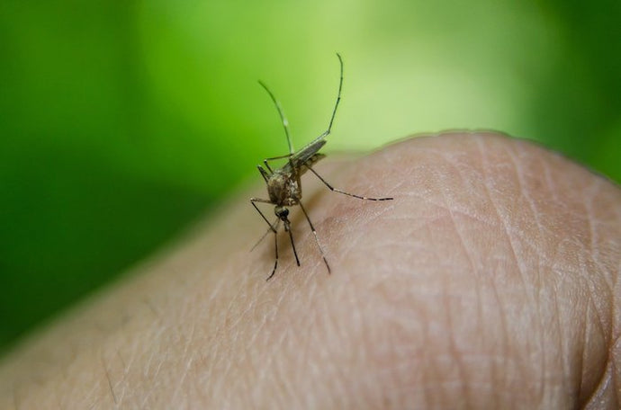 Is It Possible to Avoid Mosquito Bites?