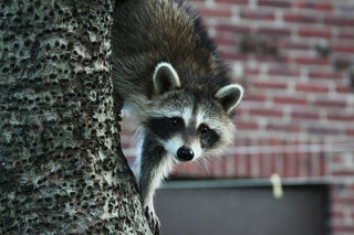 Critters to Watch for This Winter
