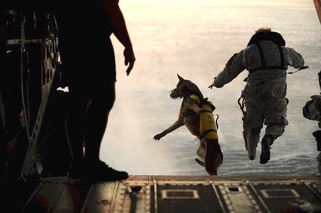 Military Dogs Deserve Recognition for Their Service