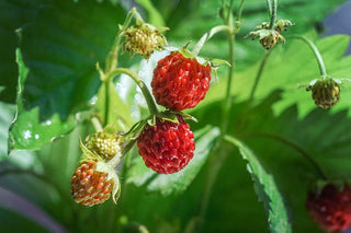 Foraging 101 – Your First Day at Living Off the Land School